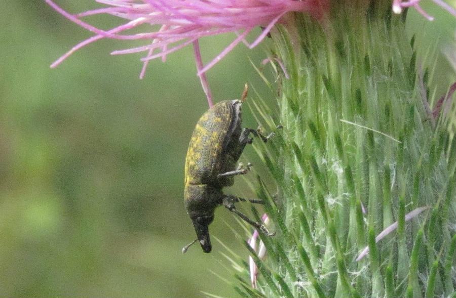 Larinus cynarae?  No, Larinus (Phyllonomeus) turbinatus